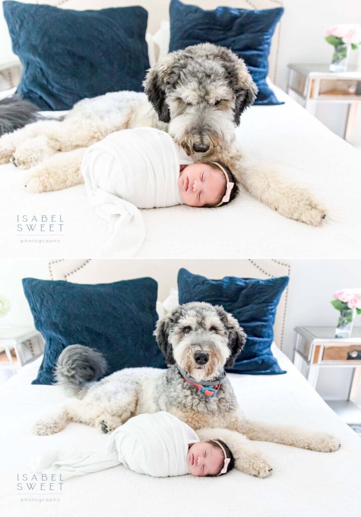 A labradoodle dog with a newborn baby girl.